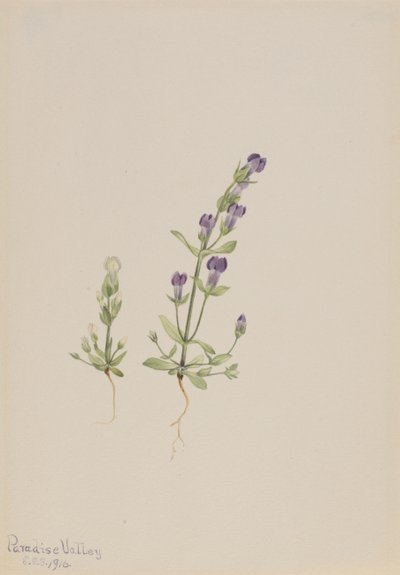 Gentiana propingua, 1916. 作： Mary Vaux Walcott