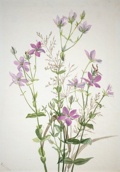 Gentianacease sabbalia angularis, 1880. 作： Mary Vaux Walcott