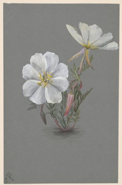 ジャイアントヘレボリン Epipactia gigantea, ca.1880. 作： Mary Vaux Walcott