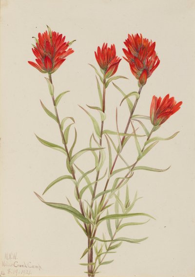 ジャイアント・レッド・ペイントブラシ（Castilleja miniata） 作： Mary Vaux Walcott