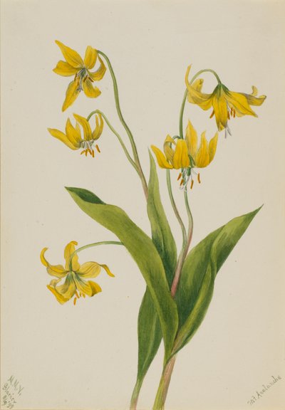 Glacierlily Erythronium grandiflorum, 1899. 作： Mary Vaux Walcott