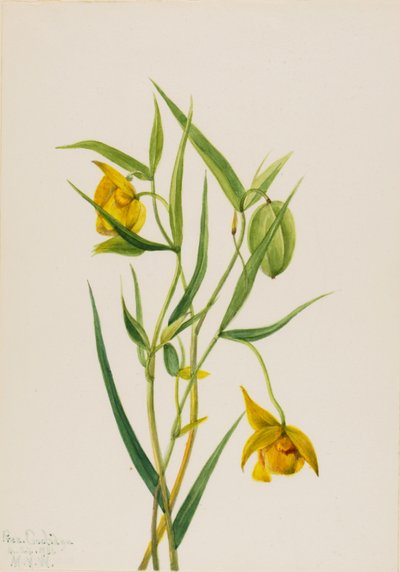 ゴールデンフェアリーランタン Calochortus amabilis, 1936. 作： Mary Vaux Walcott