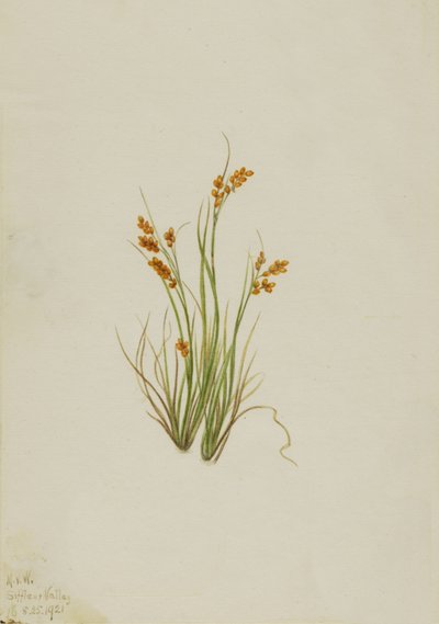 Golden Sedge Carex aurea, 1921. 作： Mary Vaux Walcott
