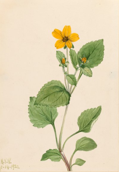 ゴールデン スター Chrysogonum virginianum、1922 年。 作： Mary Vaux Walcott