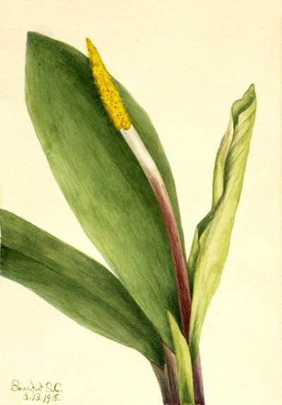 Goldenclub Orontium aquaticum、1918年。 作： Mary Vaux Walcott