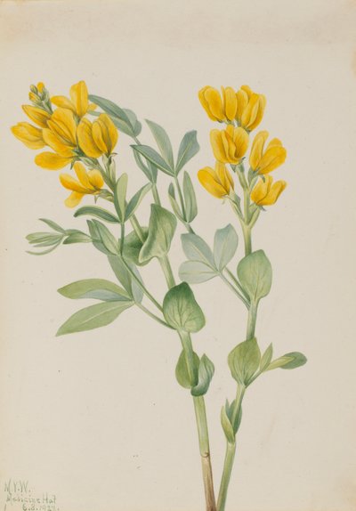 Goldenpea Thermopsis rhombifolia, 1923. 作： Mary Vaux Walcott
