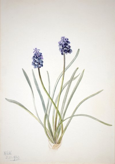 グレープ・ヒヤシンス Muscari racemosum, 1920. 作： Mary Vaux Walcott