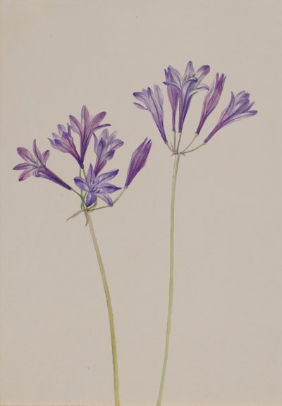 草の実 Brodiaea laxa、1933 年。 作： Mary Vaux Walcott