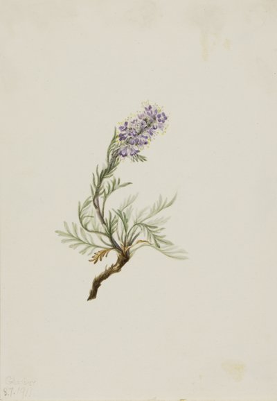 灰色のファセリア Phacelia sericea、1911年。 作： Mary Vaux Walcott