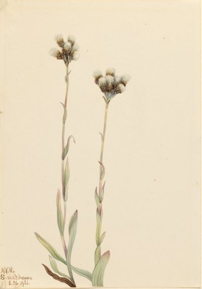 グレイ・プッシー・トー（Antennaria howellii） 作： Mary Vaux Walcott