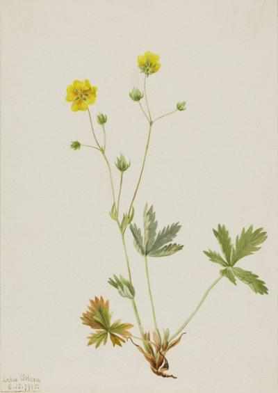 Grayleaf Fivefinger Potentilla glaucophylla, 1905. 作： Mary Vaux Walcott