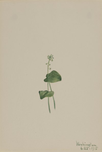 グリーンアダーズマウス Malaxis unifolia, 1918. 作： Mary Vaux Walcott
