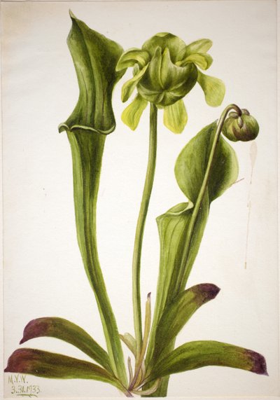 グリーンピッチャープランツ (Sarracenia orephila) 作： Mary Vaux Walcott