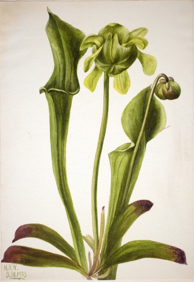 Green Pitcherplant Sarracenia orephila, 1933. 作： Mary Vaux Walcott