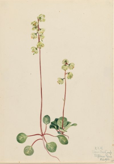 Green Pyrola Pyrola chlorantha, 1920. 作： Mary Vaux Walcott