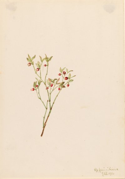 ライチョウの木（Vaccinum scoparium） 作： Mary Vaux Walcott