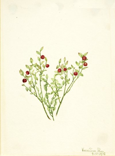 ライチョウホオズキ Vaccinium scoparium, 1918. 作： Mary Vaux Walcott