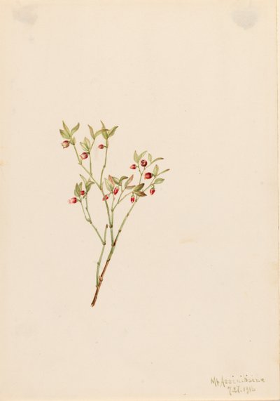 ライチョウホオズキ Vaccinum scoparium, 1916. 作： Mary Vaux Walcott