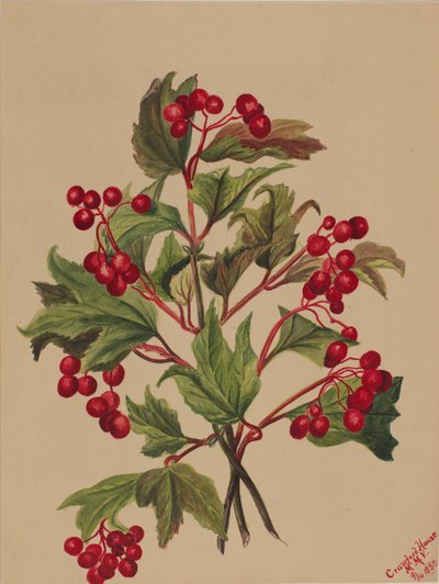 グラウスベリー Viburnum americanum, 1880. 作： Mary Vaux Walcott