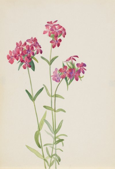 毛のあるフロックス Phlox amoena、ca。 1930年代初頭。 作： Mary Vaux Walcott