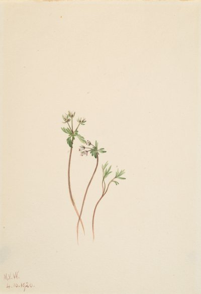 春のさきがけ Erigenia bulbosa、1920年。 作： Mary Vaux Walcott