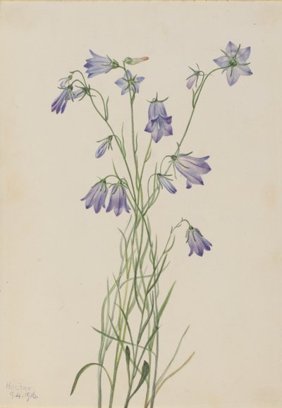 Harebell Campanula rotundifolia、1916年。 作： Mary Vaux Walcott