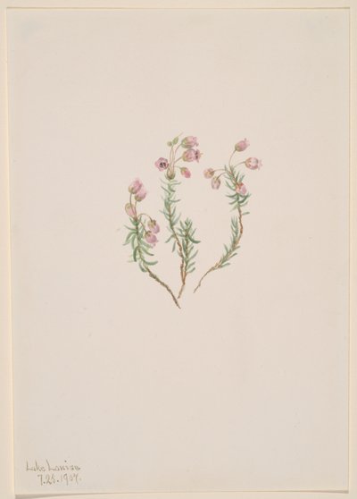 Heather Phyllodoce intermedia, 1907. 作： Mary Vaux Walcott