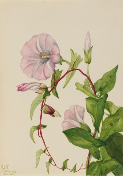 Hedge Bindweed Calystegia Convolvulus sepium, 1932. 作： Mary Vaux Walcott