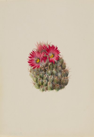 Hedgehog Cactus Coryphantha arizonica, 1933. 作： Mary Vaux Walcott