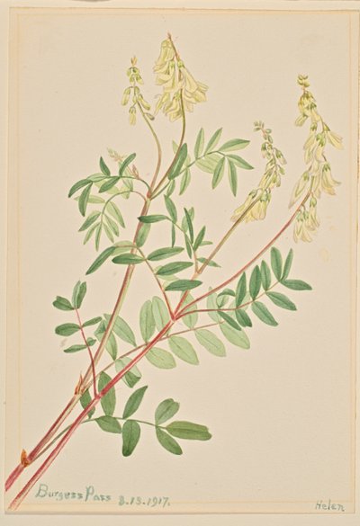 ヘディサルム（Hedysarum sulphurescens） 作： Mary Vaux Walcott