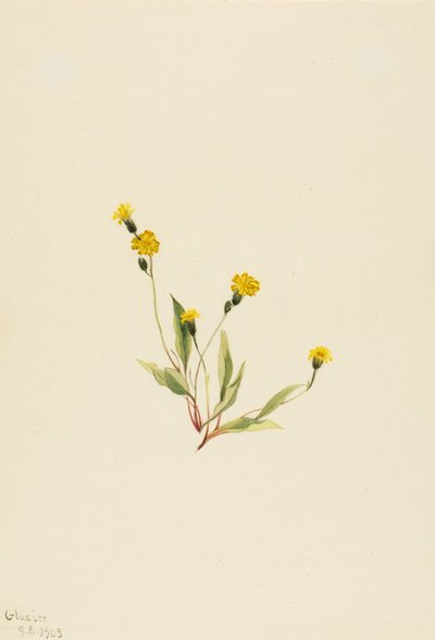 Heieracium gracile, 1903. 作： Mary Vaux Walcott