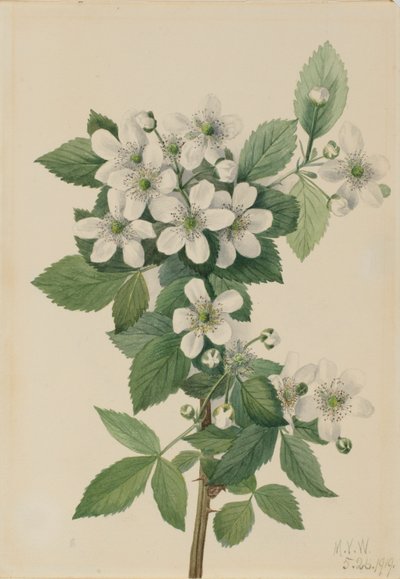 ハイブッシュ・ブラックベリー（Rubus argutus） 作： メアリーヴォーウォルコット