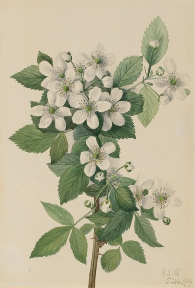 ハイブッシュ・ブラックベリー Rubus argutus, 1919. 作： Mary Vaux Walcott