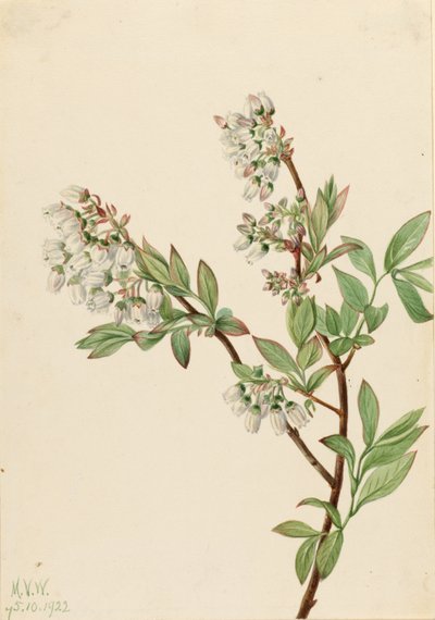 ハイブッシュ・ブルーベリー (Vaccinium corymbosum) 作： Mary Vaux Walcott