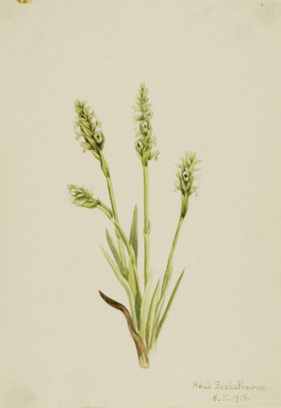 フード付きレディース トレス Ibidium strictum、1918 年。 作： Mary Vaux Walcott