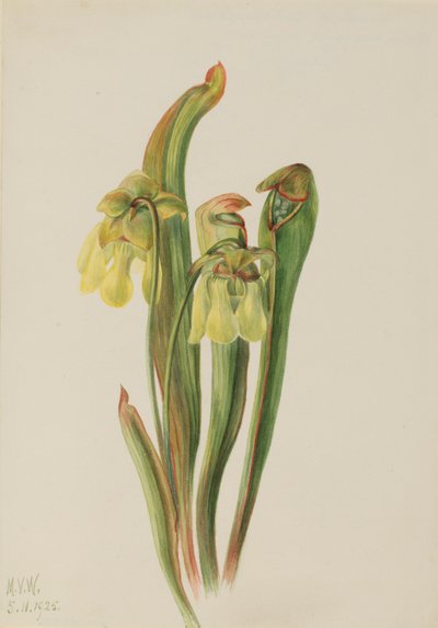 フドーピッチャープラント (Sarracenia minor) 作： Mary Vaux Walcott