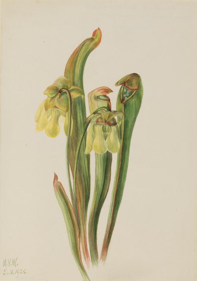 Hooded Pitcherplant Sarracenia minor, 1925. 作： Mary Vaux Walcott