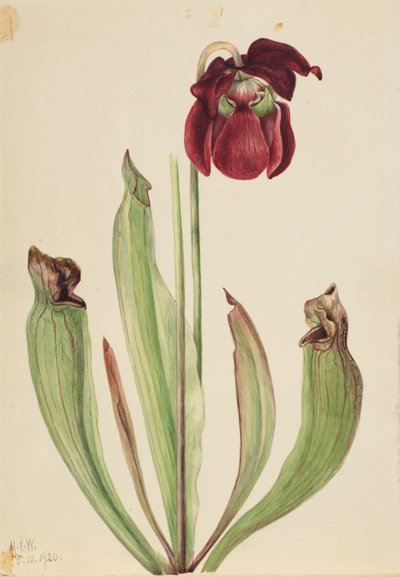 ハイブリッド・ピッチャープランツ (Sarracenia rubra xs purpurea venosa) 作： Mary Vaux Walcott