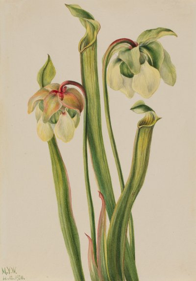ハイブリッドピッチャープラント Sarracenia minor, 1930. 作： Mary Vaux Walcott
