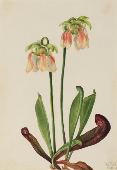 ハイブリッドピッチャープラント Sarracenia minor x psittacina, 1930. 作： Mary Vaux Walcott
