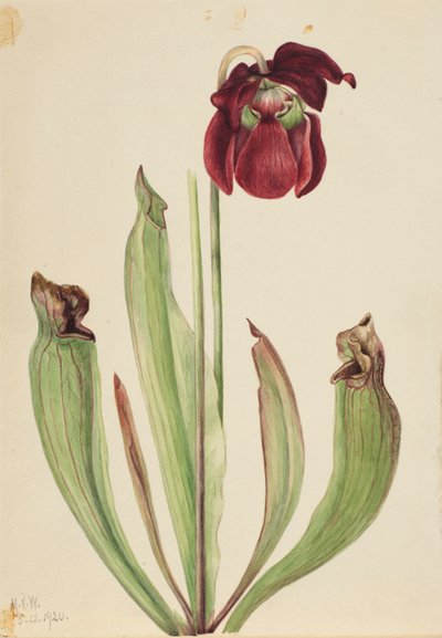 ハイブリッドピッチャープラント Sarracenia rubra xs purpurea venosa, 1920. 作： Mary Vaux Walcott