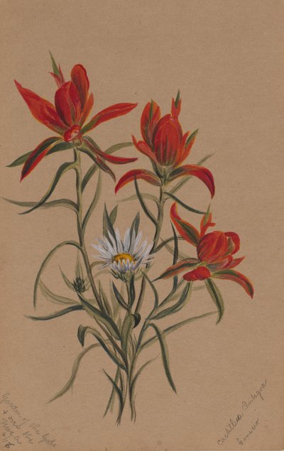 インドの絵筆カスティーリャ・レキシフォリア、1883年。 作： Mary Vaux Walcott