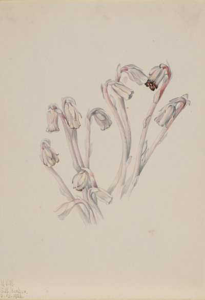 インディアンパイプ Monotropa uniflora, 1926. 作： Mary Vaux Walcott