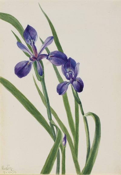 アイリス 作： Mary Vaux Walcott