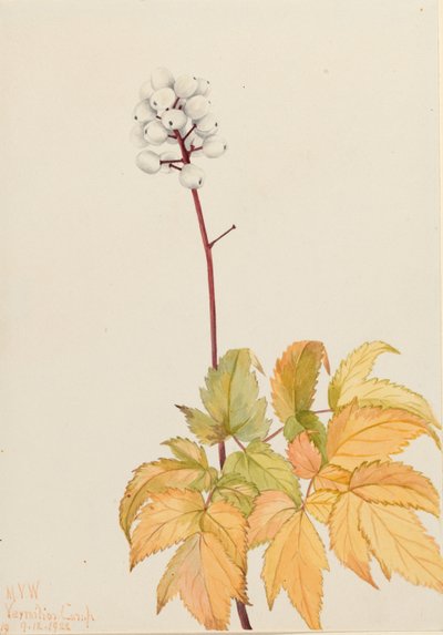 アイボリーバニーベリー (Actaea arguta) 作： Mary Vaux Walcott