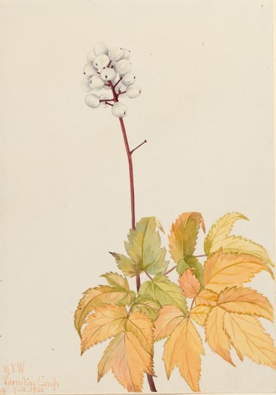 アイボリーバンベリー Actaea arguta, 1922. 作： Mary Vaux Walcott