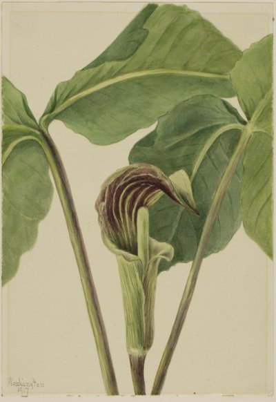 Jack-in-the-pulpit Arisaema triphyllum, 1917. 作： Mary Vaux Walcott