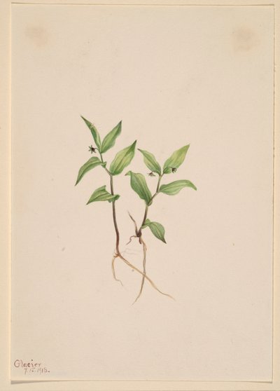 クルーシー（Kruhsea streptopoides） 作： メアリーヴォーウォルコット