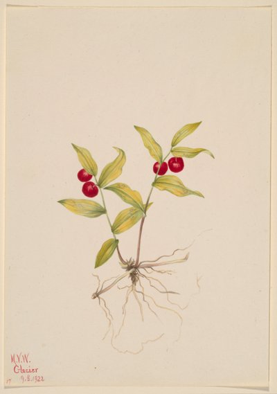 クルーシー（Kruhsea streptopoides） 作： Mary Vaux Walcott