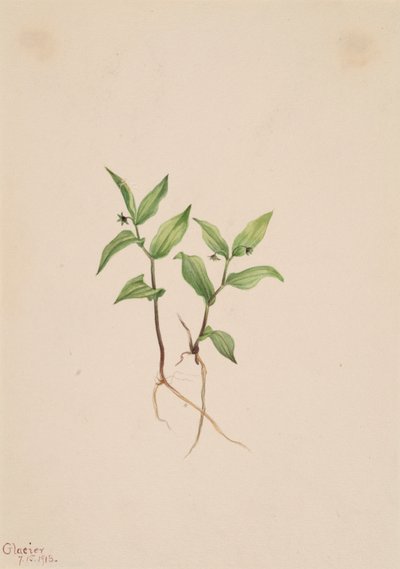 Kruhsea Kruhsea streptopoides, 1913. 作： Mary Vaux Walcott